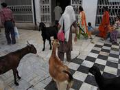 Vorausgegangen war ein Streit um die Schlachtung von Ziegen. Foto: Flickr.com/amitrunchal